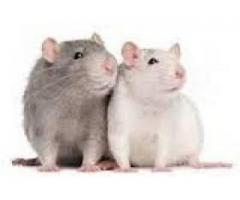 Spiritual rats  for hire call +27836522787