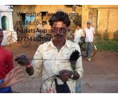 worlds best sangoma with magical powers jumamusa