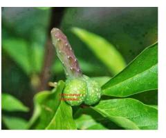 MUTUBA SEED MANHOODENLARGER +27710691249