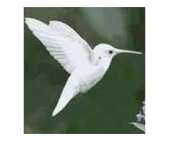 Get powerful magic ring and wallet call  chief bengo @ +27630001232