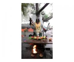 ###@@9872318509 love marriage specialist  pt Raman sharma in india