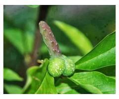 MUTUBA SEED MANHOODENLARGER +2760348694